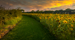 Sunflower Field