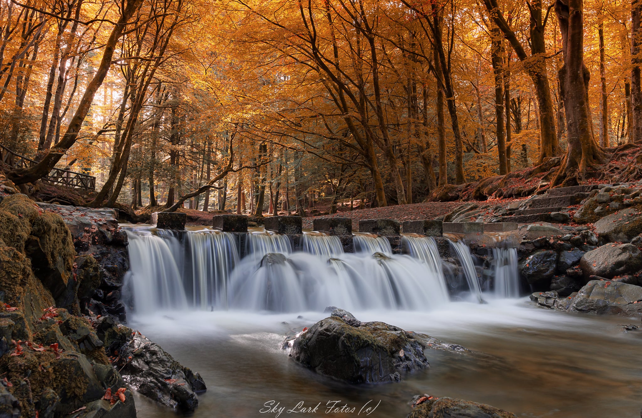Tollymore stepping stones In Autumn