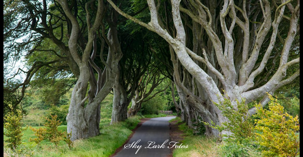 The Dark Hedges